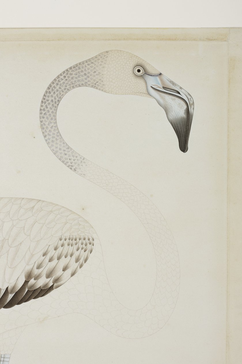 Un flamant rose, détail, c.1780 - Indian School