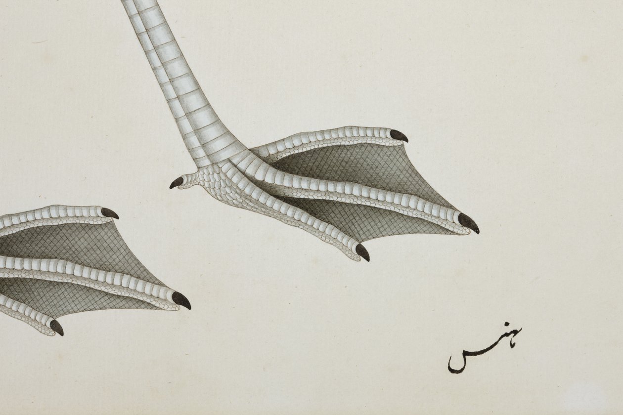 Un flamant rose, détail, c.1780 - Indian School