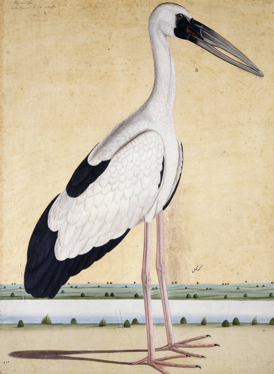 Une cigogne au bec ouvert, vers 1780 - Indian School