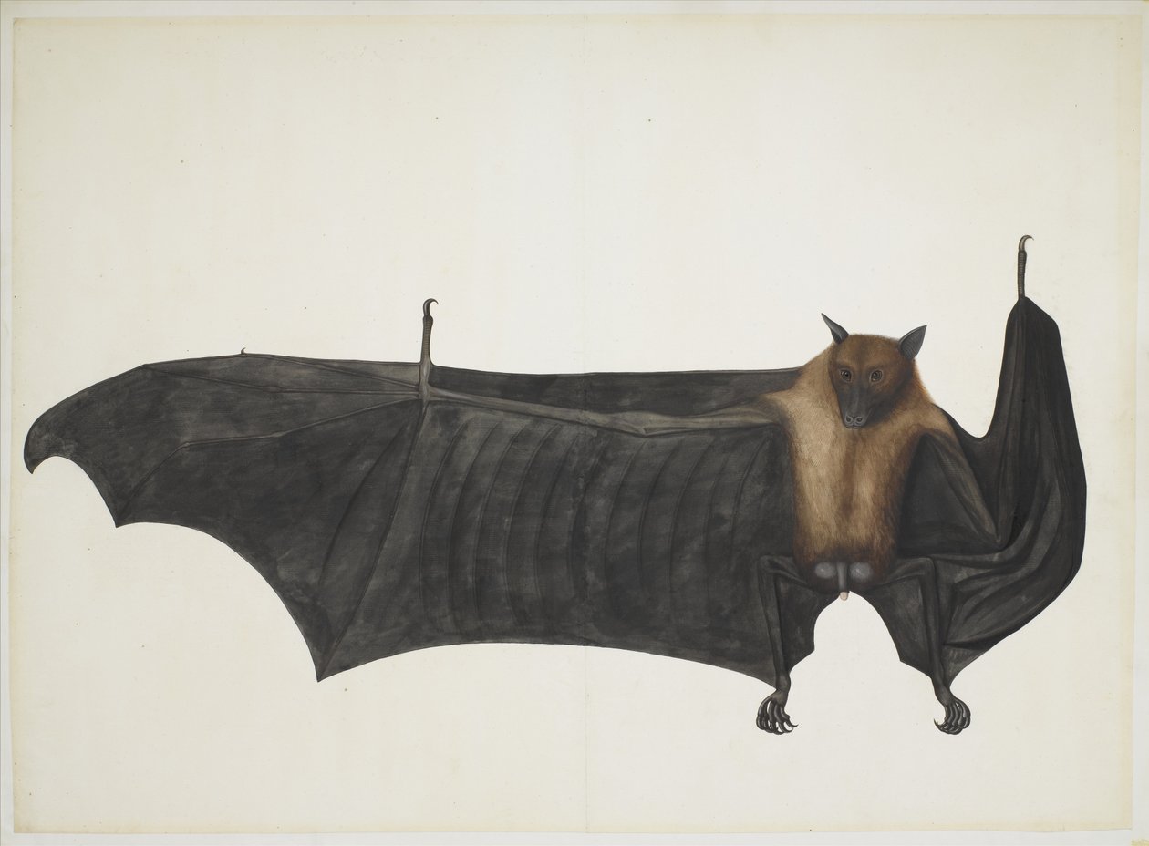 Grande chauve-souris indienne, vers 1777-82 - Indian School