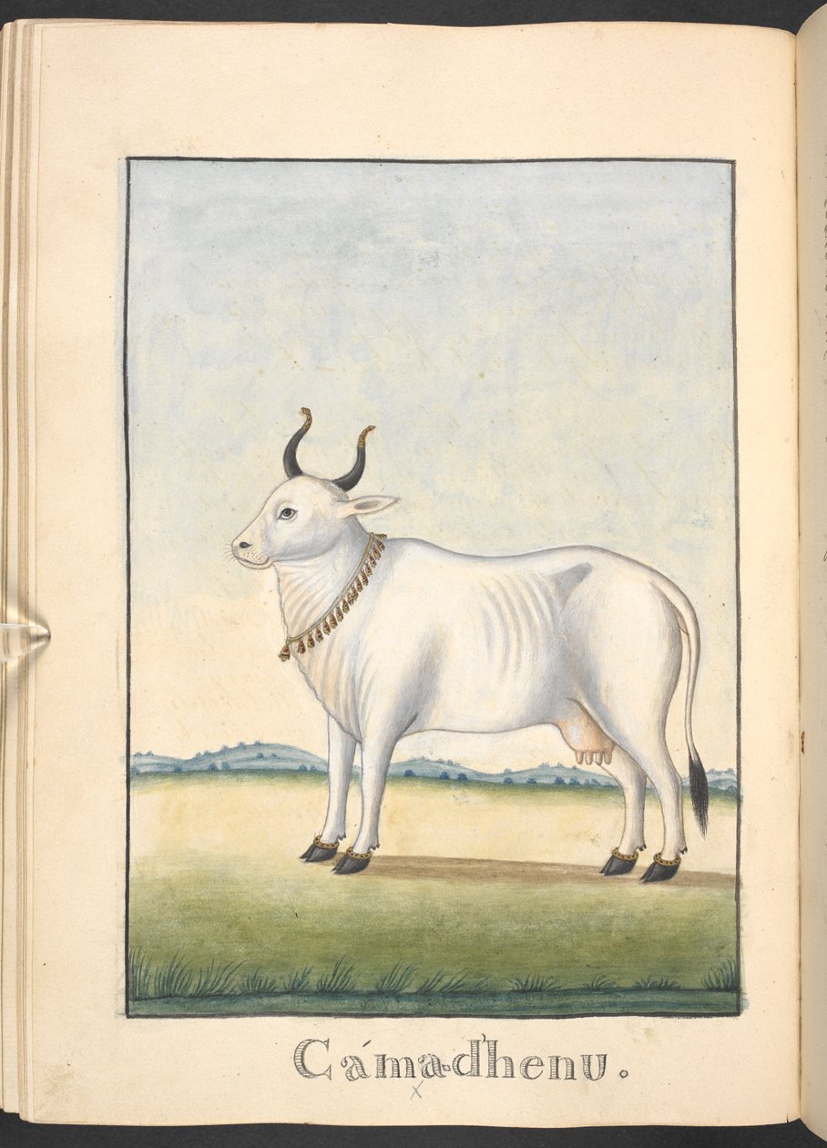 Kamadhenu, la vache de l