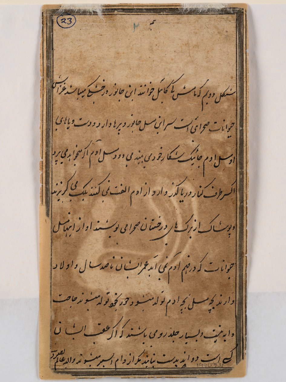 Verso du paon mythique avec une tête de femme, vers 1750 (plume et encre sur papier) - Indian School
