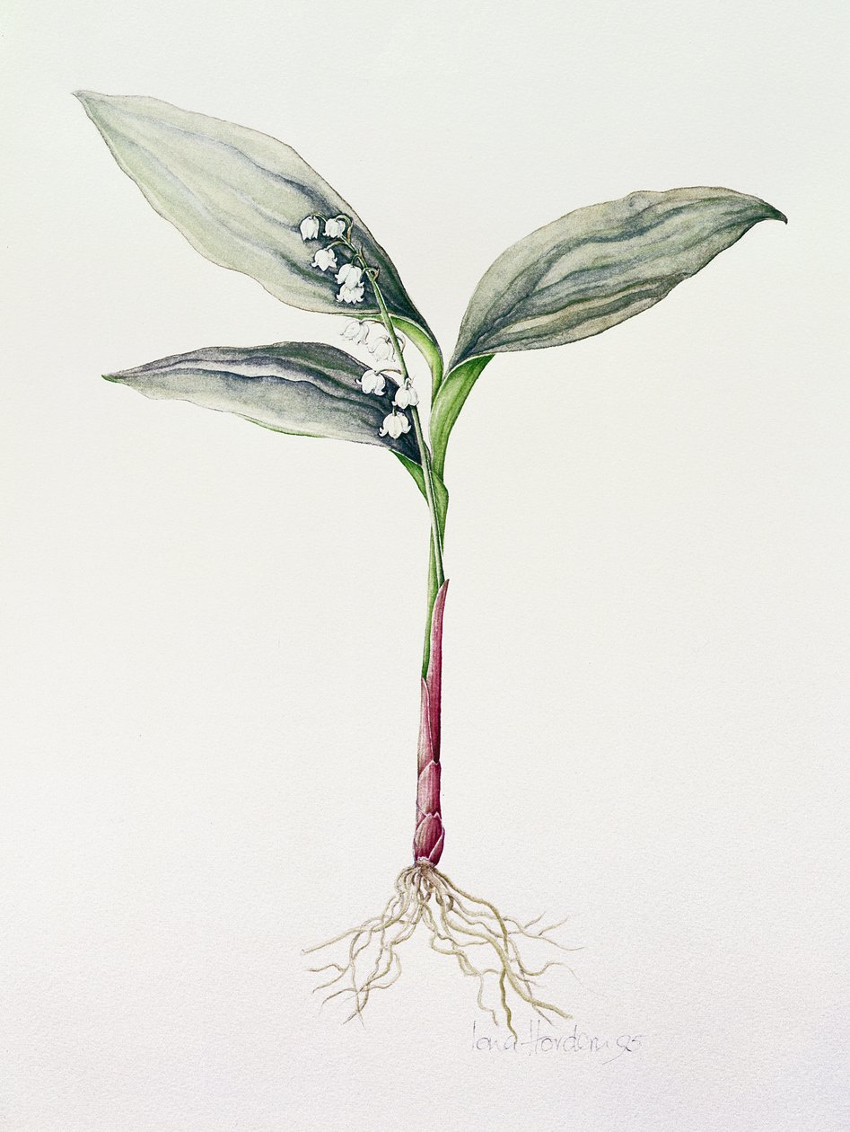 Muguet, 1995 - Iona Hordern