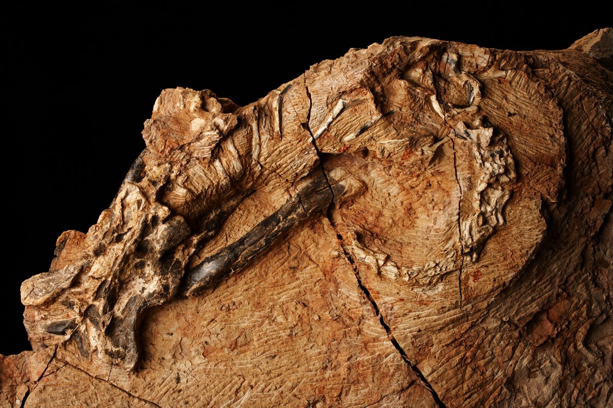Un dinosaure inconnu à l