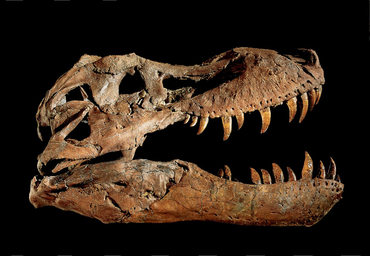 Crâne fossile de Tyrannosaurus Rex "Sue" - Ira Block