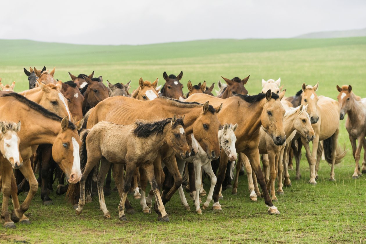 Famille locale rassemblant leurs chevaux dans la réserve naturelle de Gun-Galuut - Ira Block