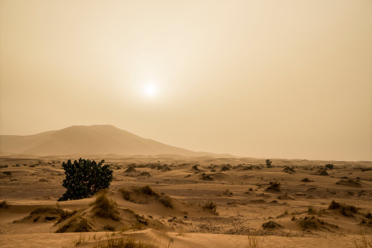 Dunes de sable dans le désert d
