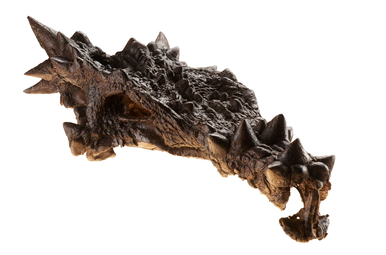 Le crâne du Dracorex au Musée des enfants d