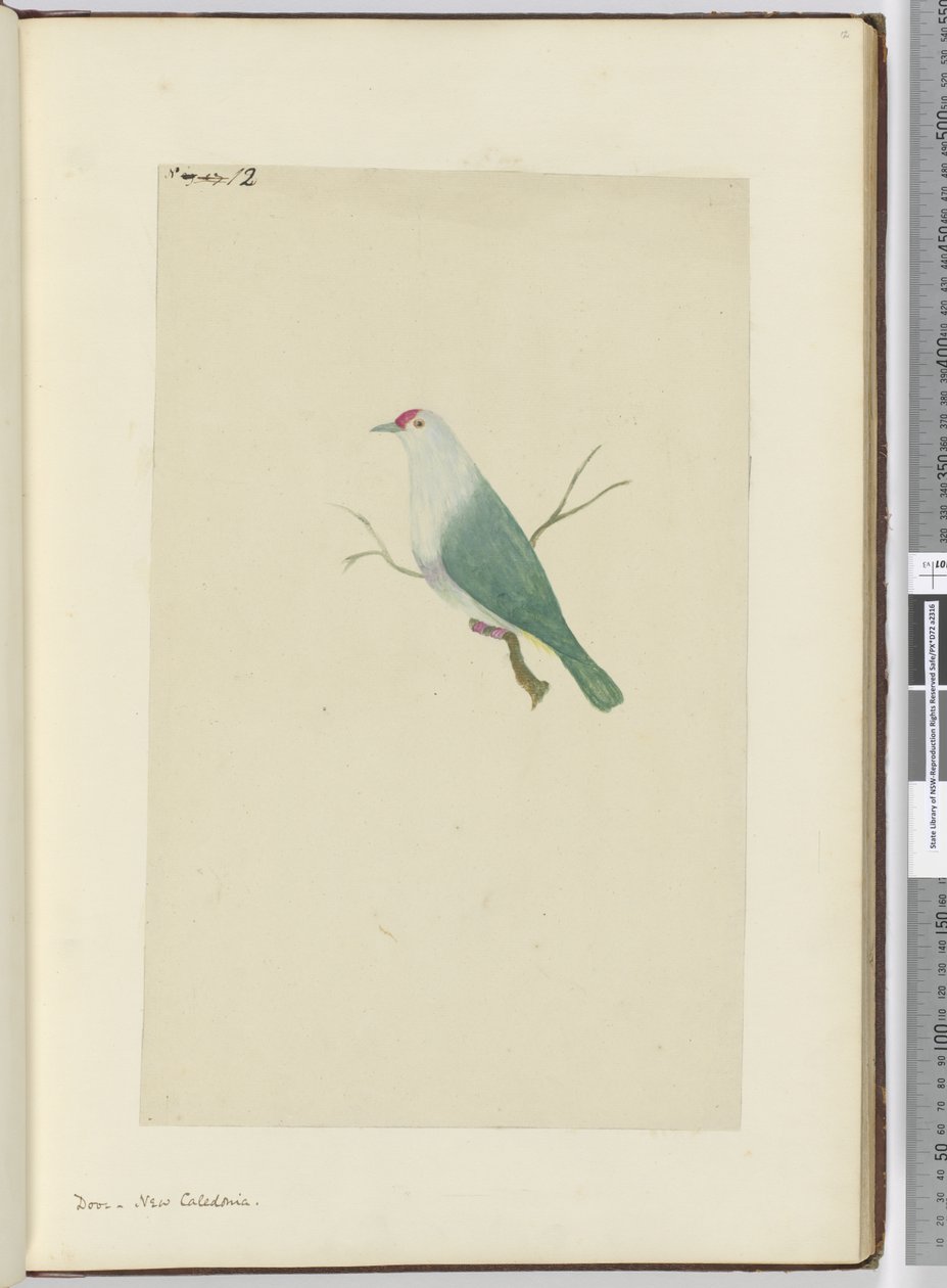 F.12 Colombe. Nouvelle-Calédonie, 1772-75 - Isaac Smith