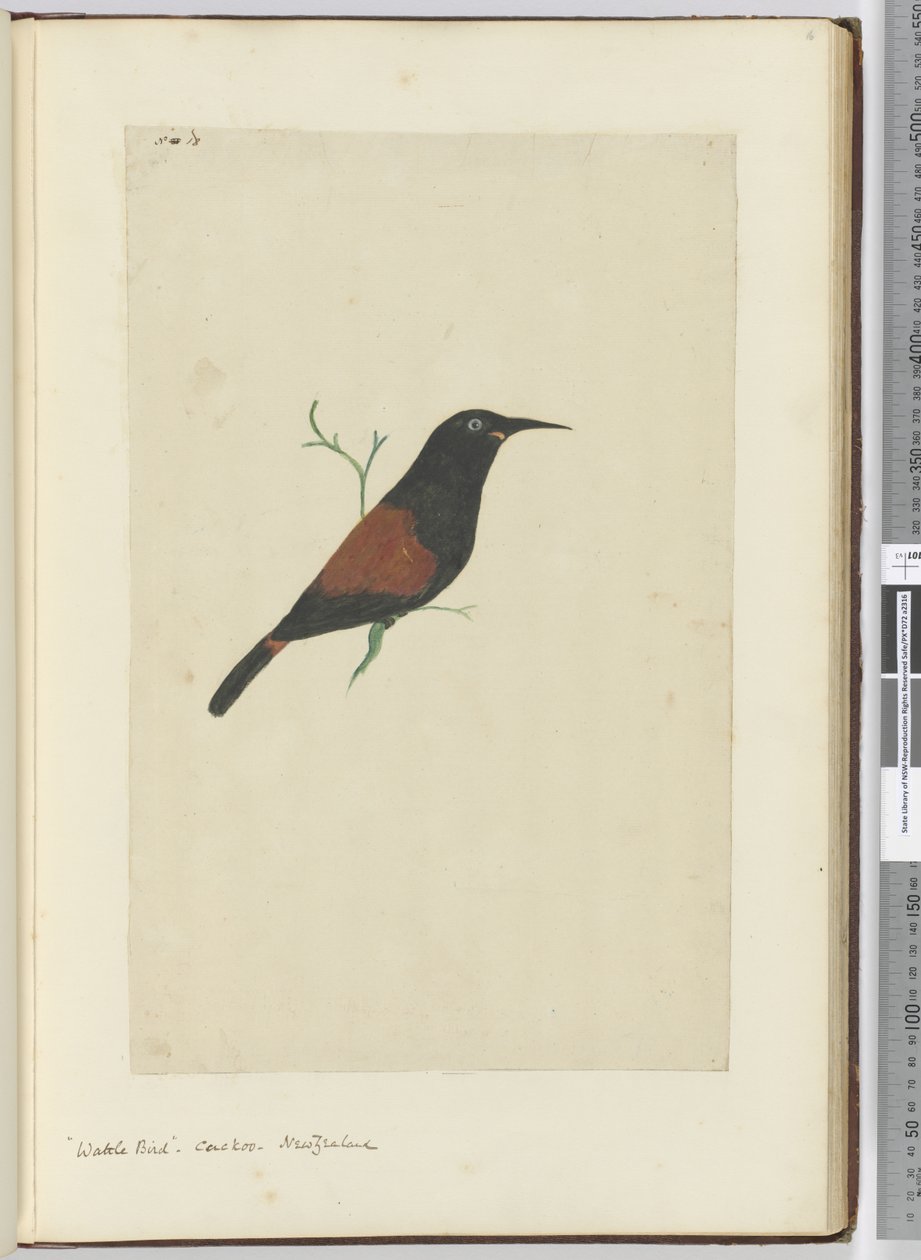 F.18 Oiseau à wattles. Coucou. Nouvelle-Zélande, 1772-75 - Isaac Smith