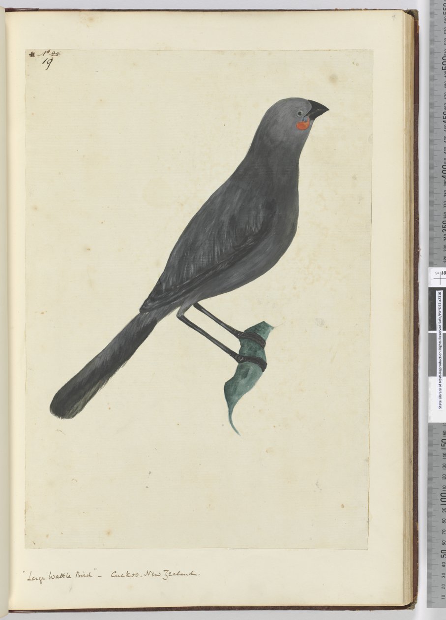 F.19 Grand oiseau à wattles, coucou. Nouvelle-Zélande, 1772-75 - Isaac Smith