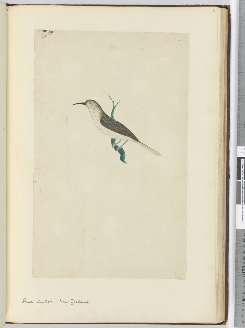 F.23 Petit coucou. Nouvelle-Zélande, 1772-75 - Isaac Smith