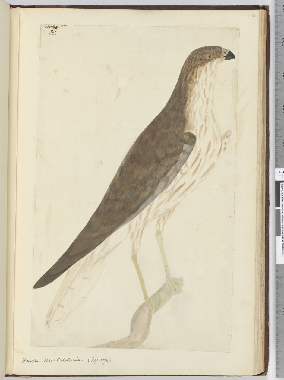 Faucon. Nouvelle-Calédonie. (Sept. 1774), 1772-75 - Isaac Smith