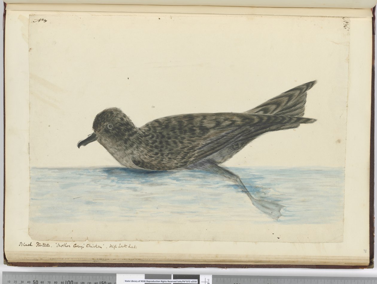 Pintado noir. Poulet de Mère Carey. Haute latitude sud, 1772-75 - Isaac Smith