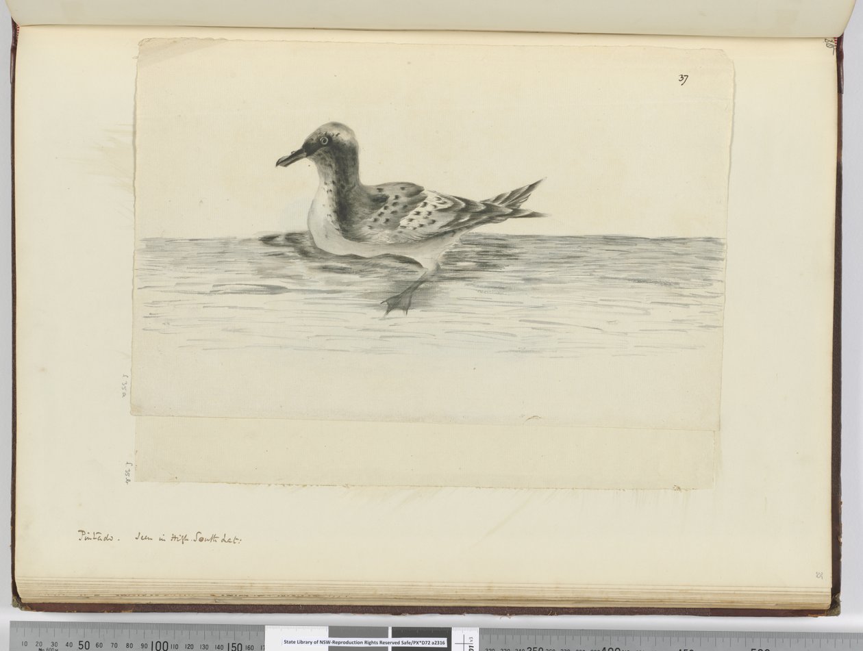 Pintado. Vu en haute latitude sud, 1772-75 - Isaac Smith
