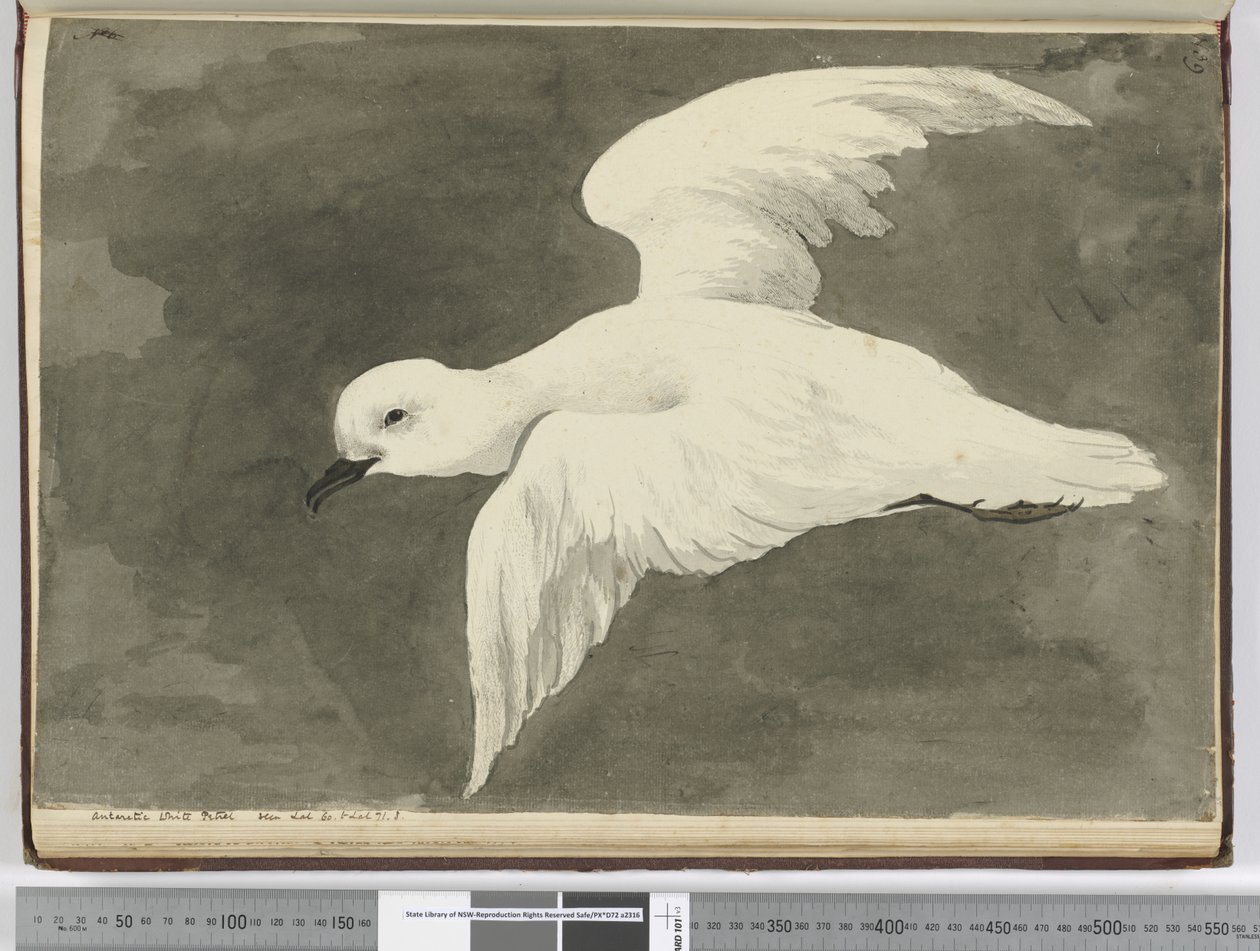 Pétrel blanc antarctique. Vu en lat. 60 à lat. 71 S., 1772-75 - Isaac Smith