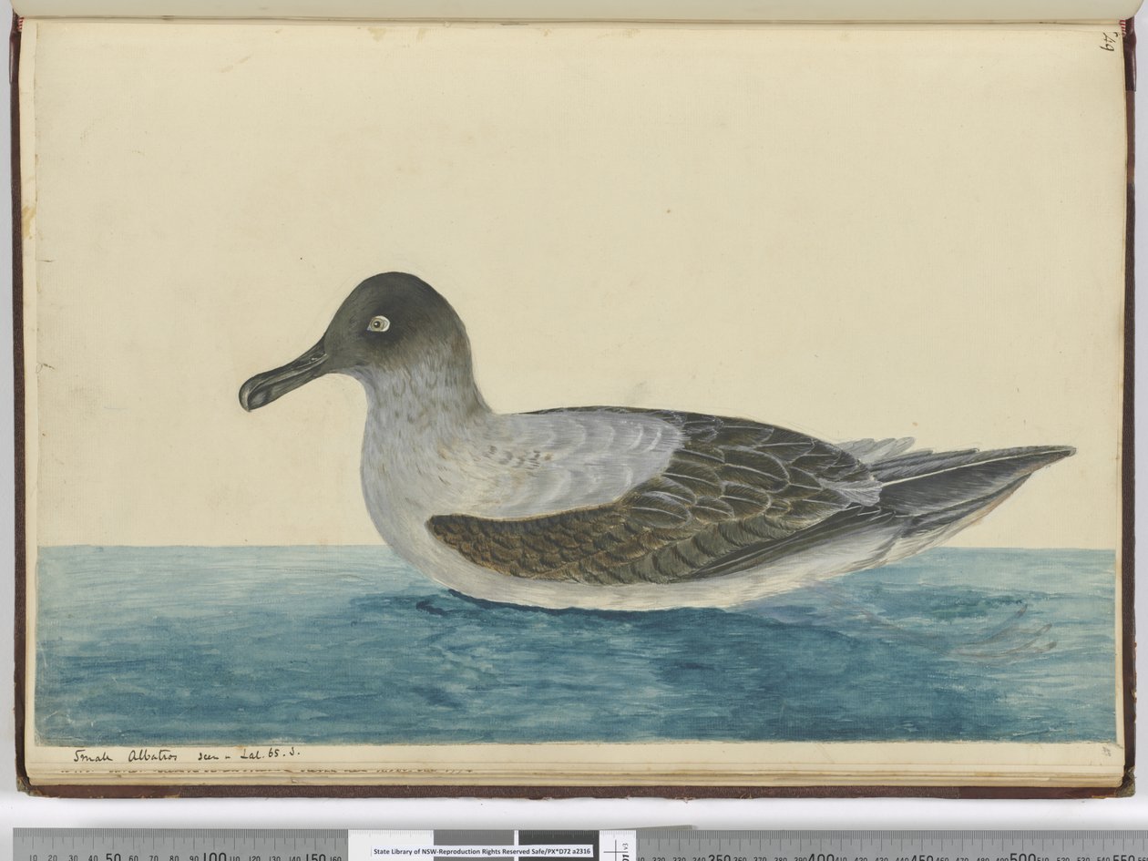 Petit albatros vu en lat. 65 S., 1772-75 - Isaac Smith