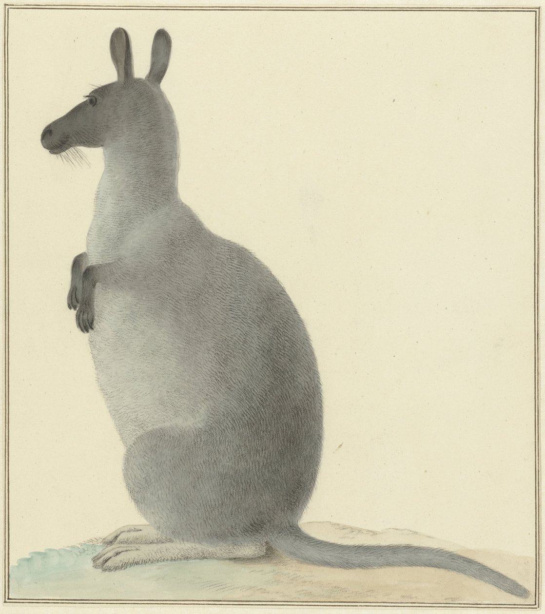 Kangourou - Isaac van Haastert