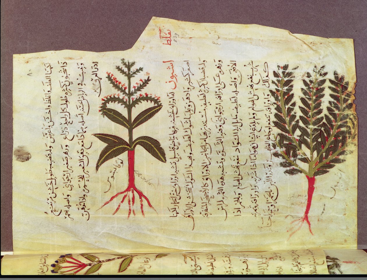 Ms. Arabe 4947 fol.84, Plantes d