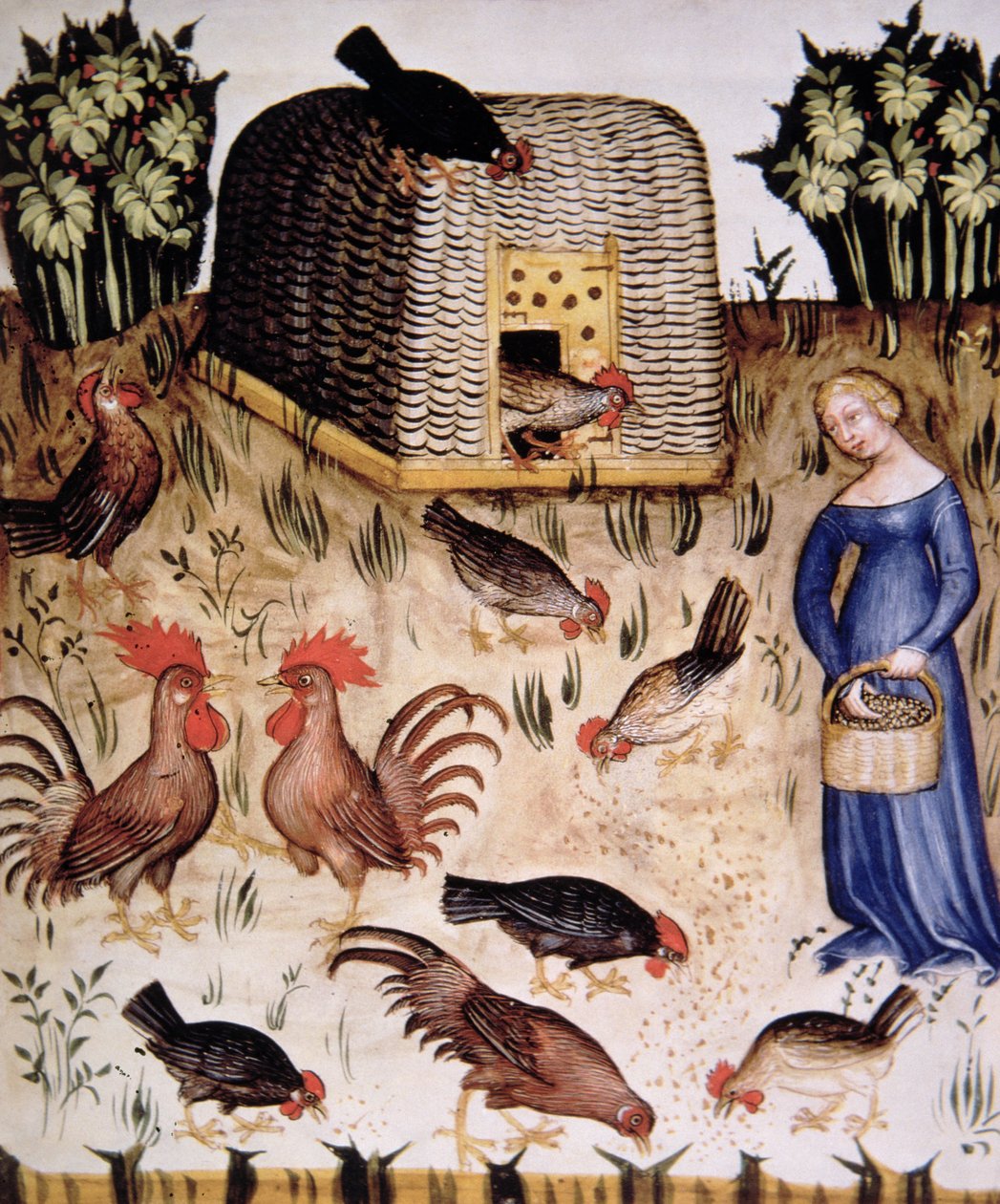 Élevage des coqs, illustration du Tacuinum Sanitatis Codex Vindobonensis - Italian School