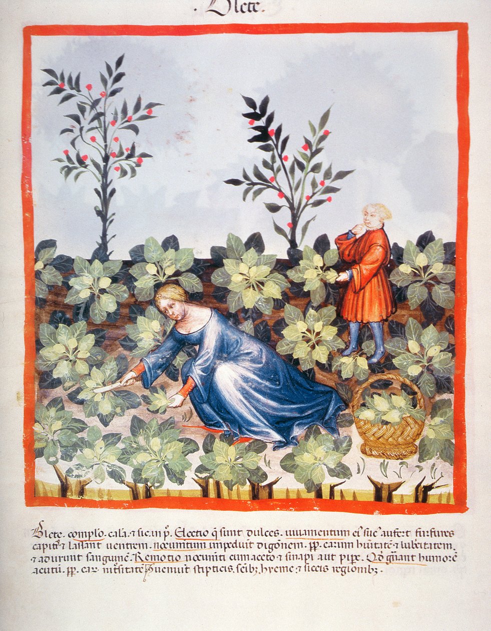 Nova 2644 fol.27r Récolte de feuilles chinoises, du Tacuinum Sanitatis - Italian School