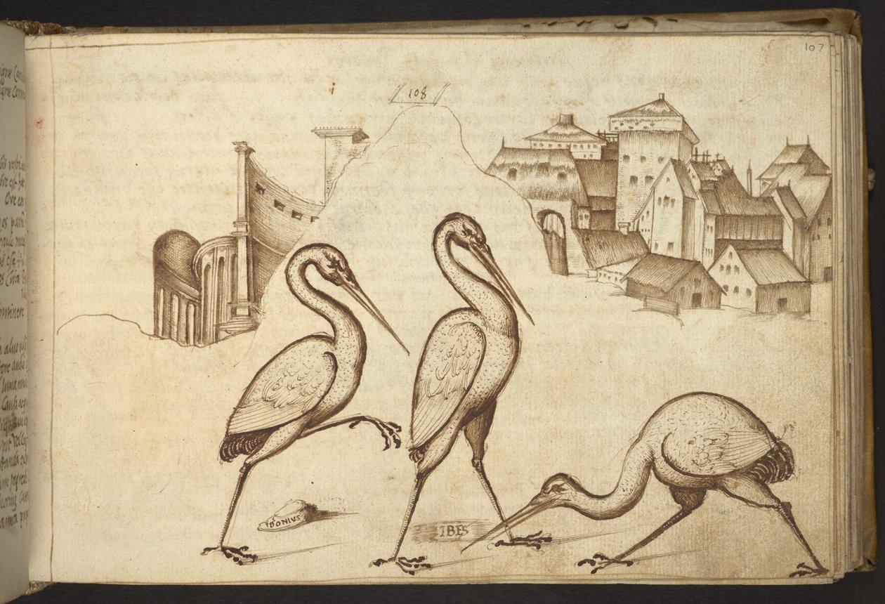 Des ibis (