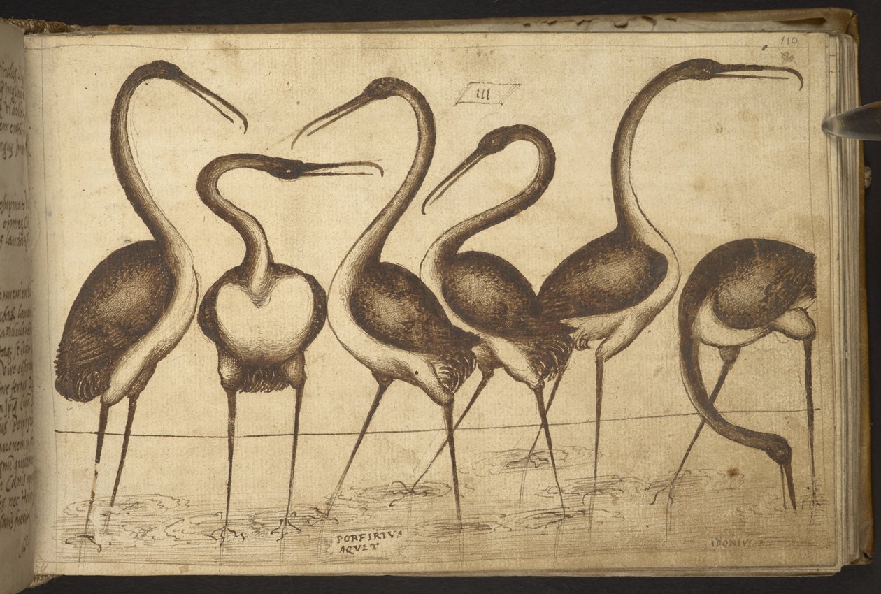 Oiseaux, de Historia Animalium - Italian School