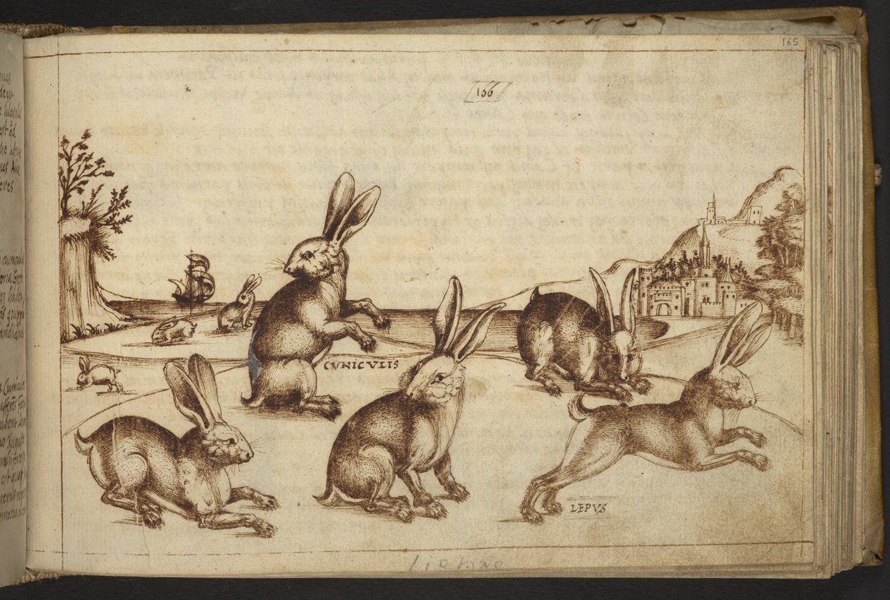 Lapins (