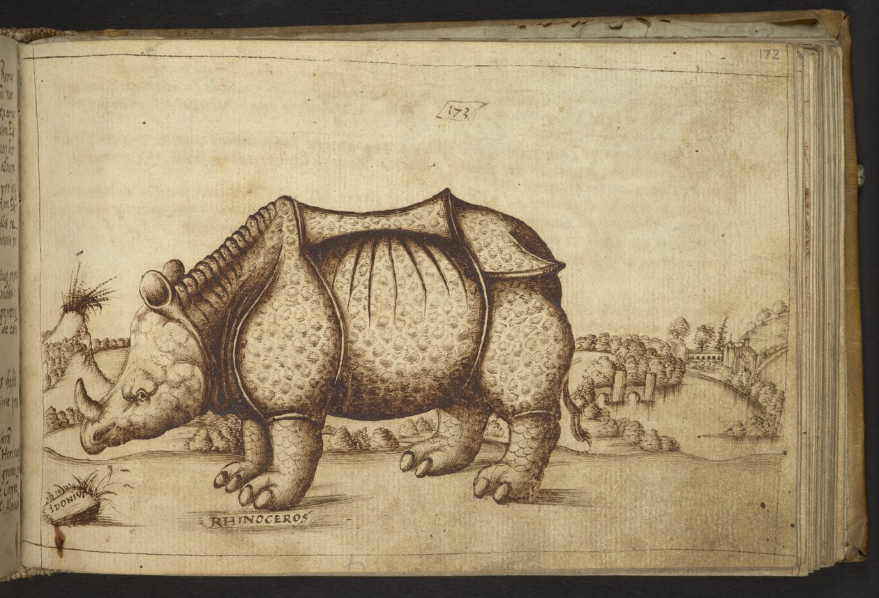 Rhinocéros, de Historia Animalium - Italian School
