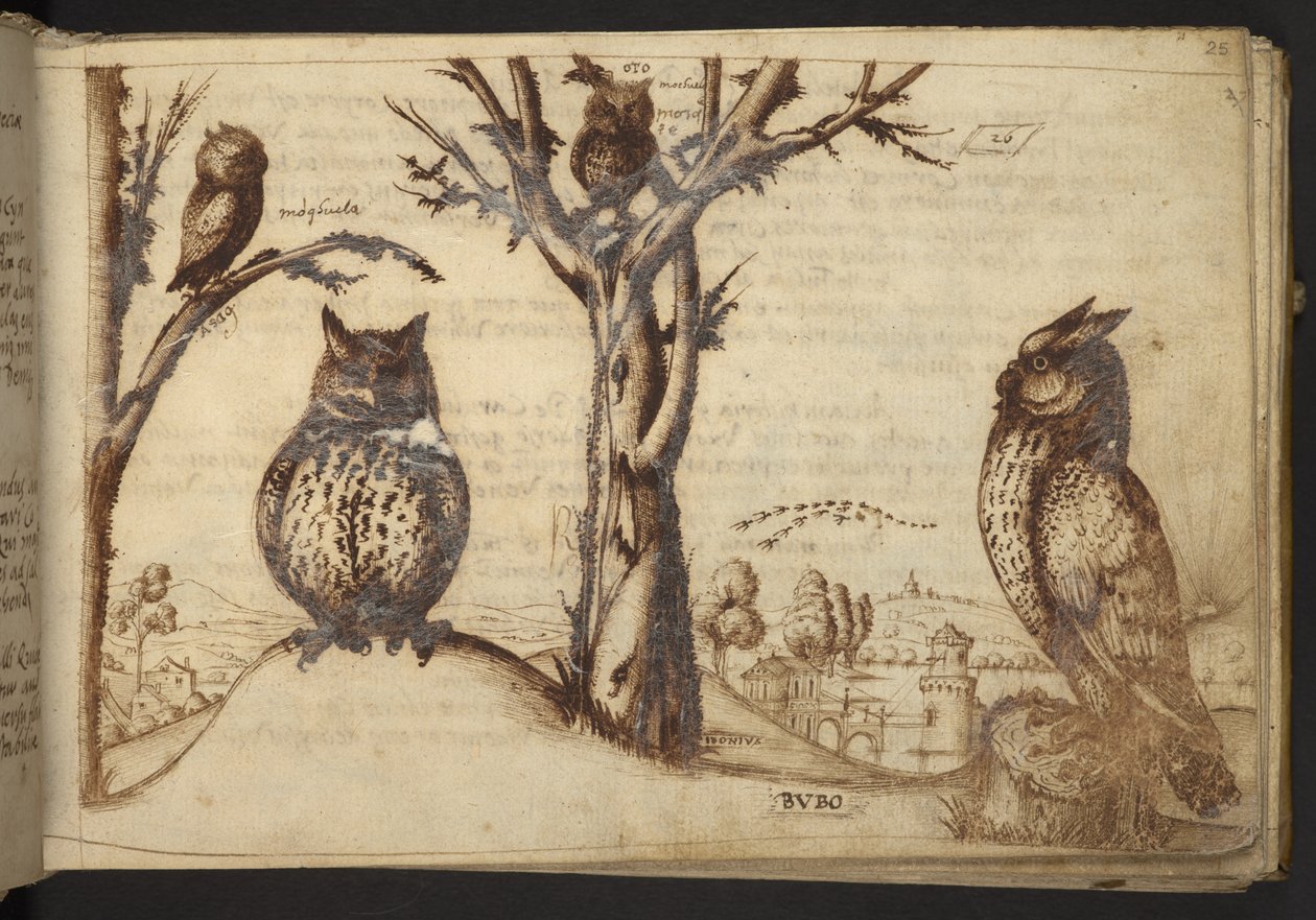 Chouettes (