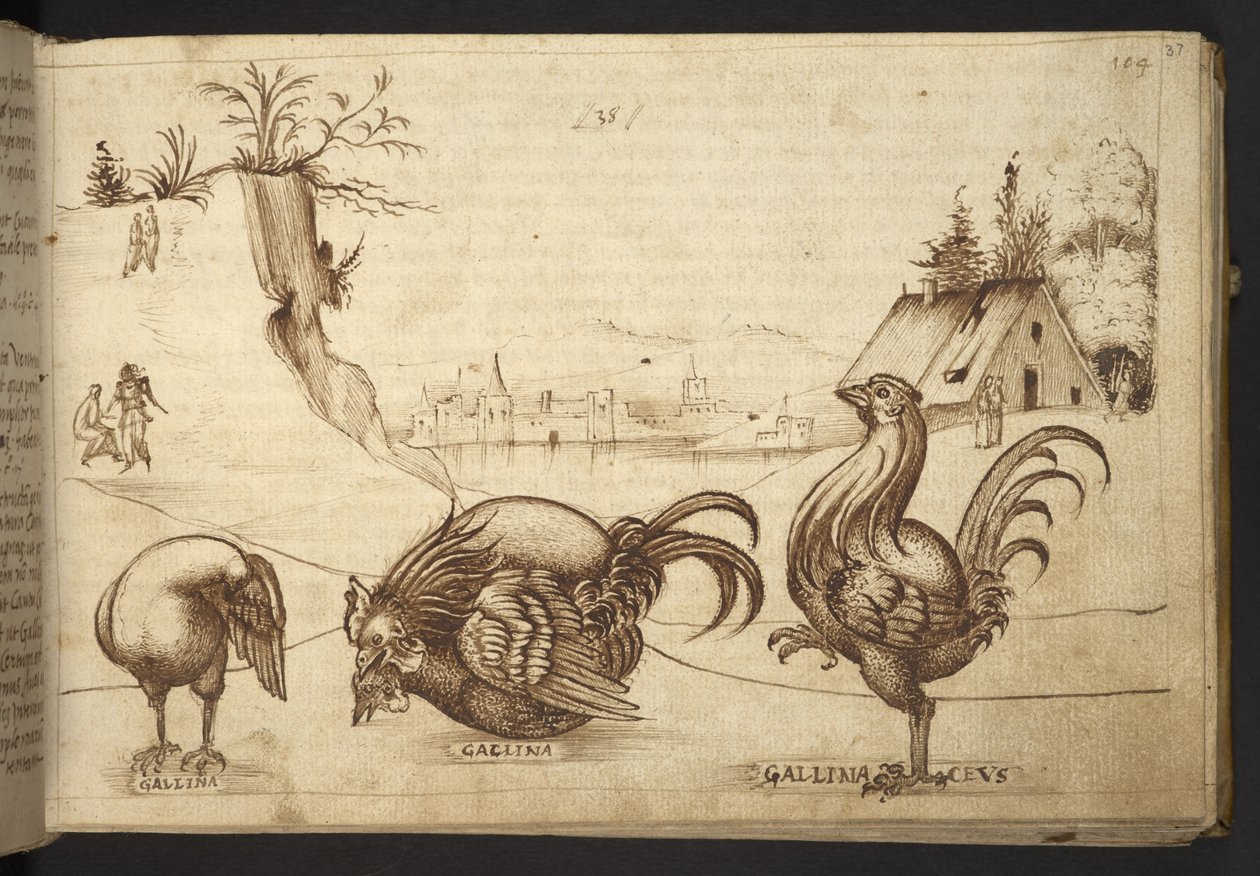 Poules (