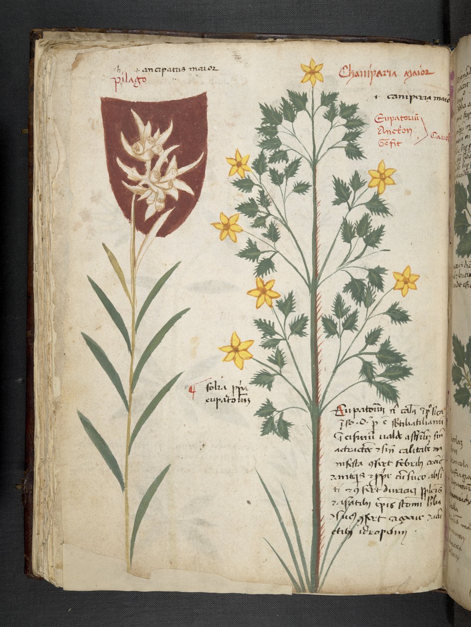 Add MS 41623 f.35v 
