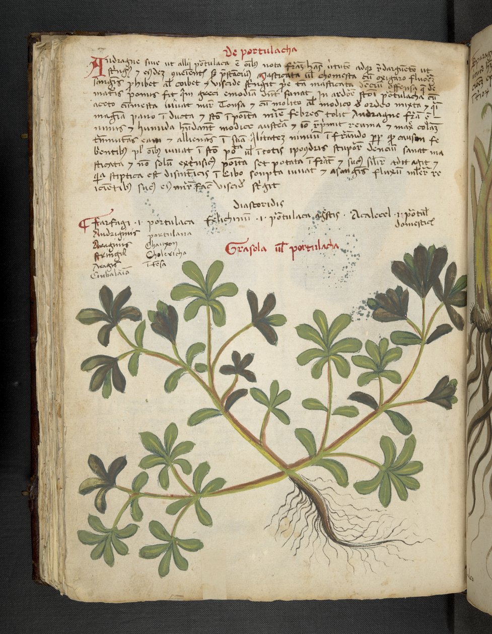 La Portulaca, de 