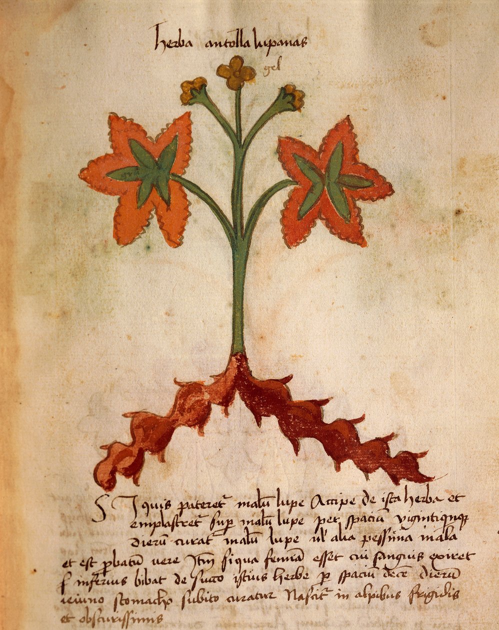 Antollas Lupanas - Italian School