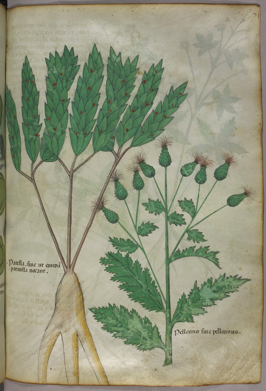 Illustration botanique, vers 1440 (encre et couleur sur vélin) - Italian School