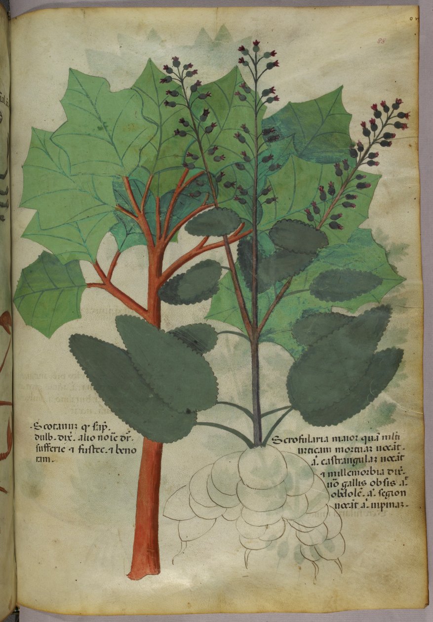 Illustration botanique, vers 1440 (encre et couleur sur vélin) - Italian School