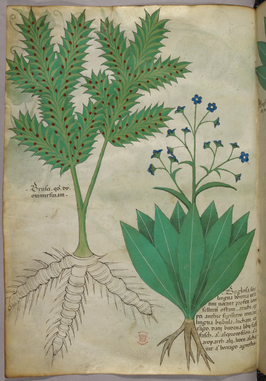 Illustration botanique, vers 1440 (encre et couleur sur vélin) - Italian School