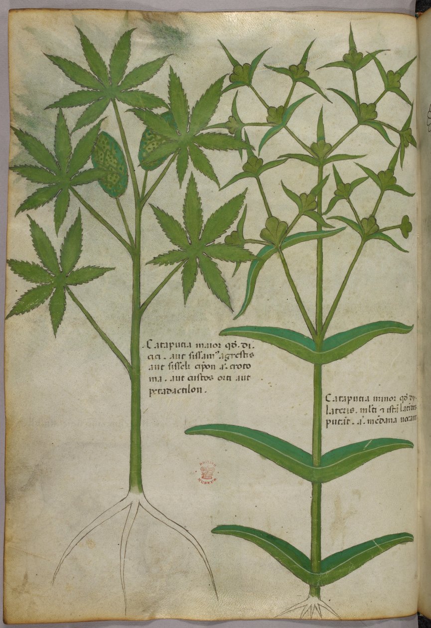 Illustration botanique, vers 1440 (encre et couleur sur vélin) - Italian School
