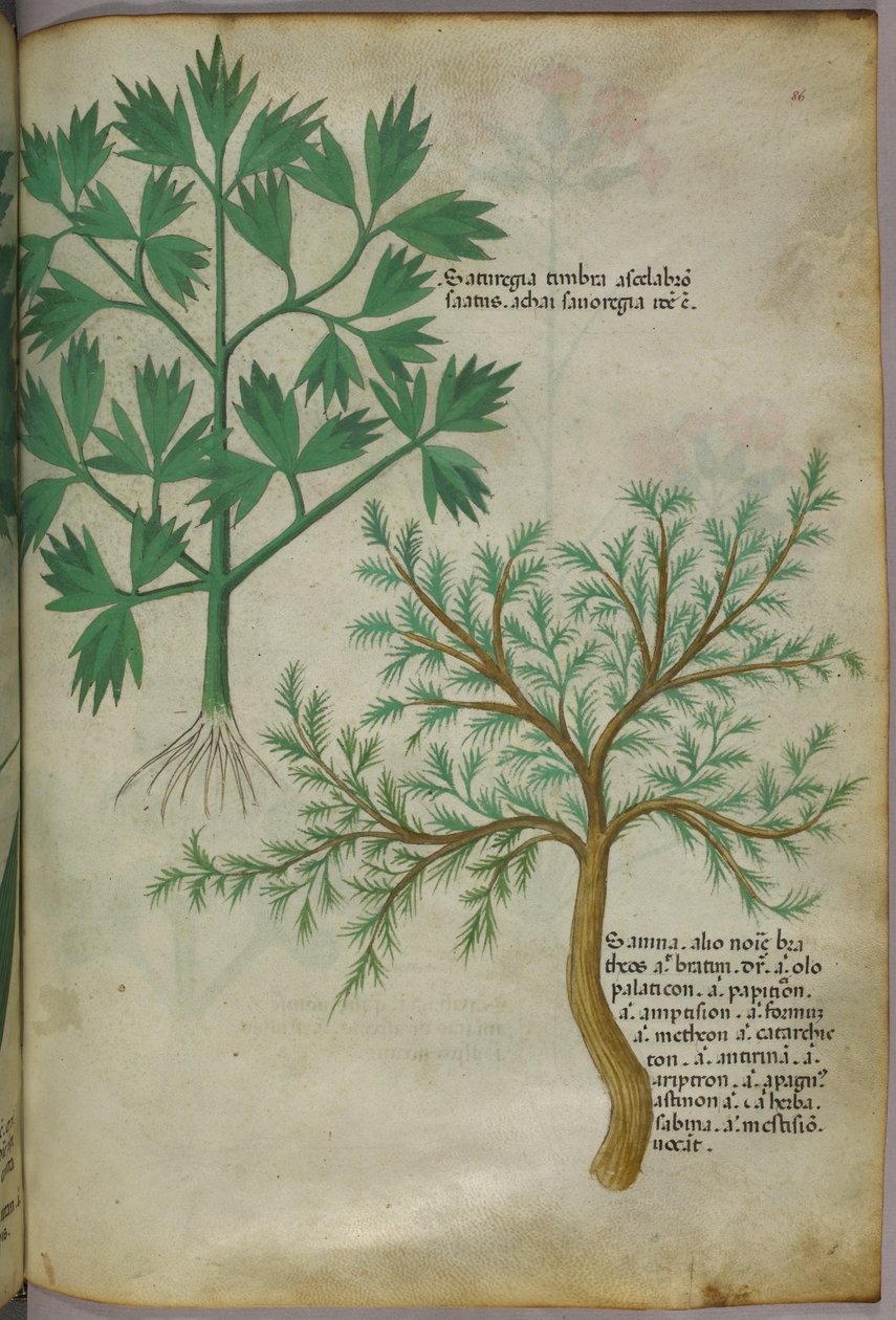 Illustration botanique, vers 1440 (encre et couleur sur vélin) - Italian School