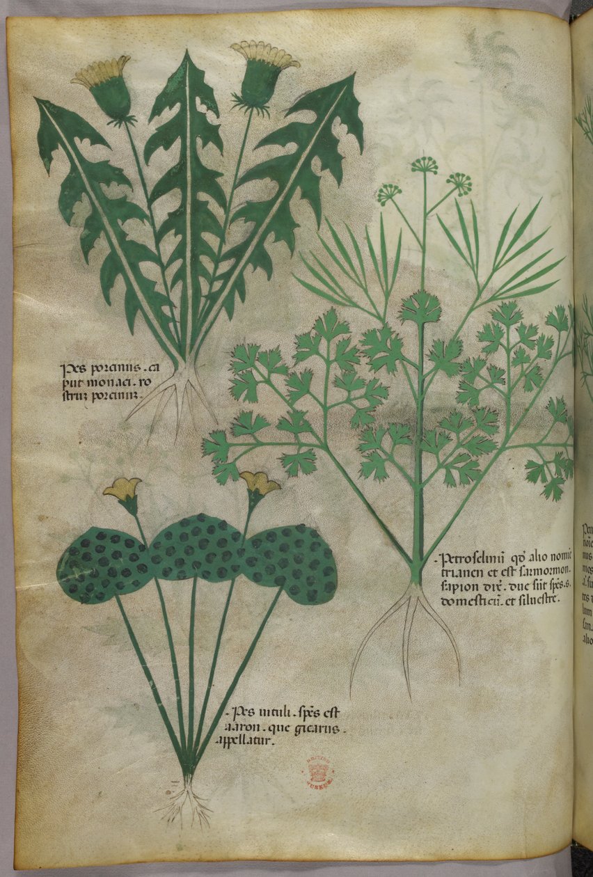Illustration botanique, vers 1440 (encre et couleur sur vélin) - Italian School