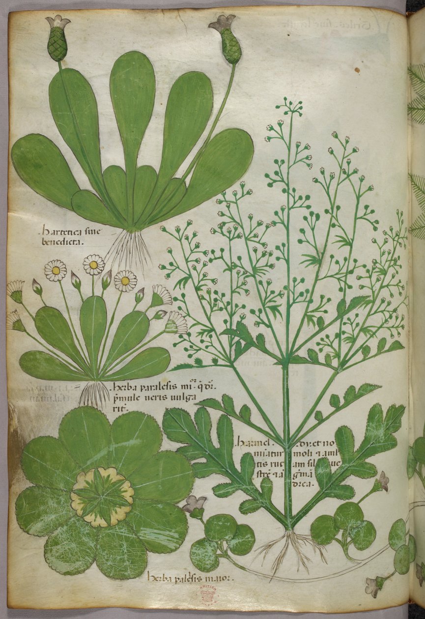 Illustration botanique, vers 1440 (encre et couleur sur vélin) - Italian School