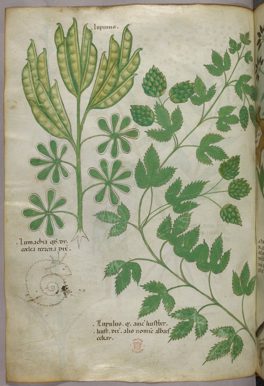 Illustration botanique, vers 1440 (encre et couleur sur vélin) - Italian School
