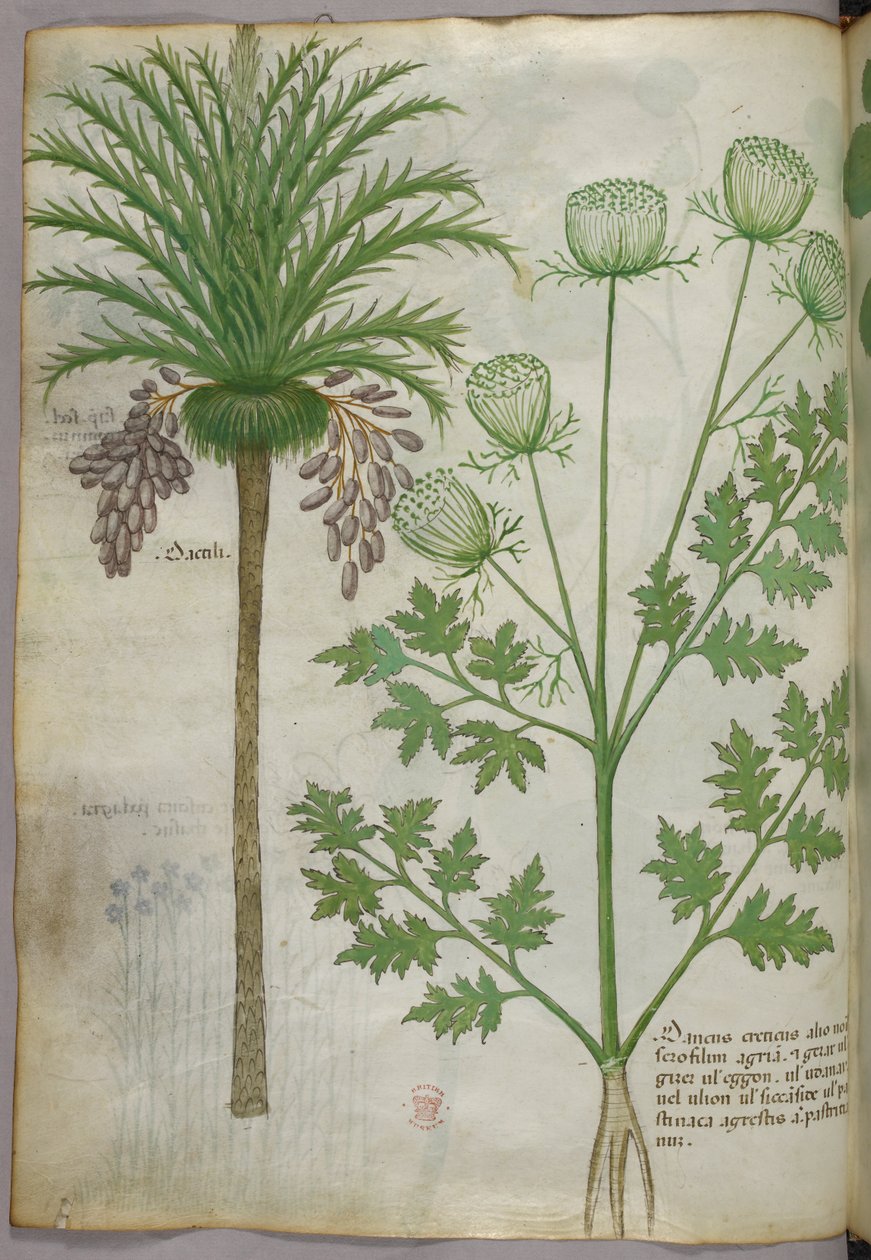 Illustration botanique, vers 1440 (encre et couleur sur vélin) - Italian School