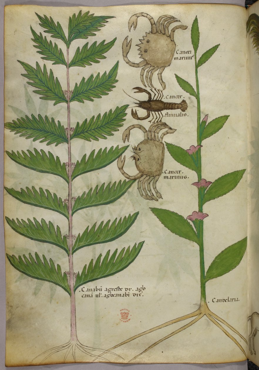 Illustration botanique de crabes et d