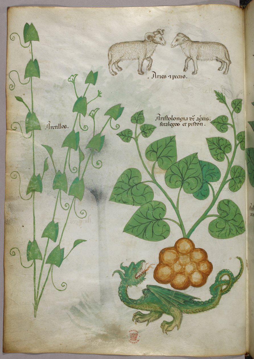 Illustration botanique de plantes, d