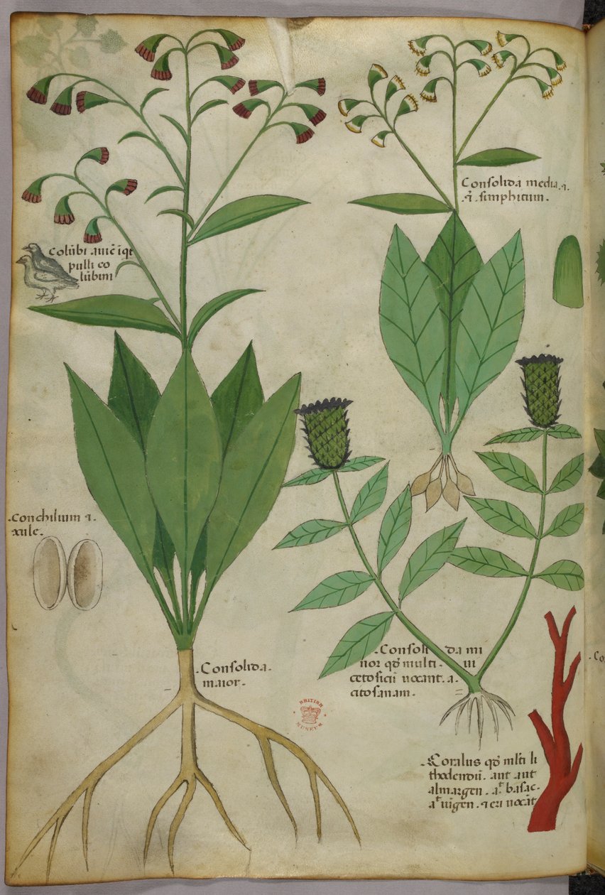Illustration botanique de plantes et de coraux avec un serpent et un cerf, vers 1440 (encre et couleur sur vélin) - Italian School