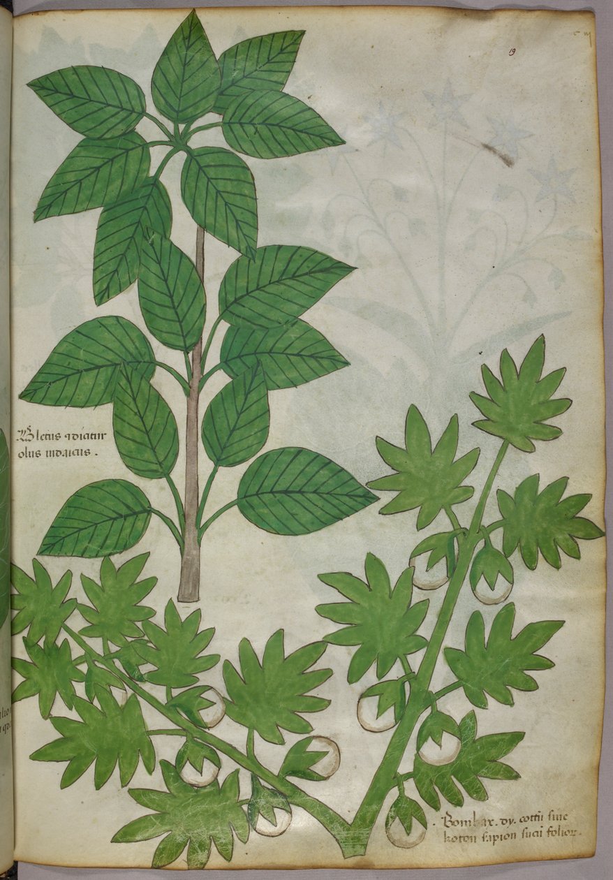 Illustration botanique de plantes, vers 1440 (encre et couleur sur vélin) - Italian School