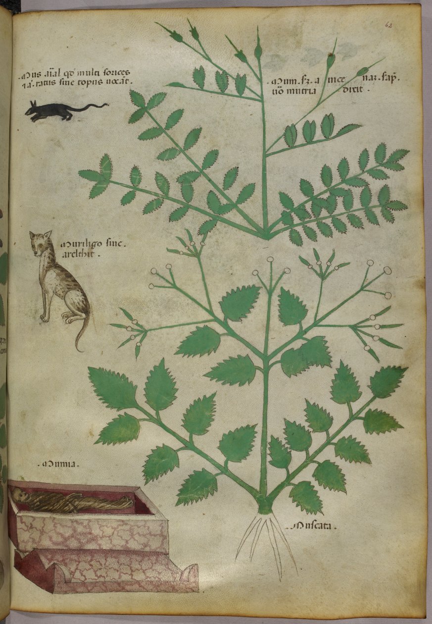 Illustration botanique de plantes avec un léopard, une souris et un cadavre, vers 1440 (encre et couleur sur vélin) - Italian School