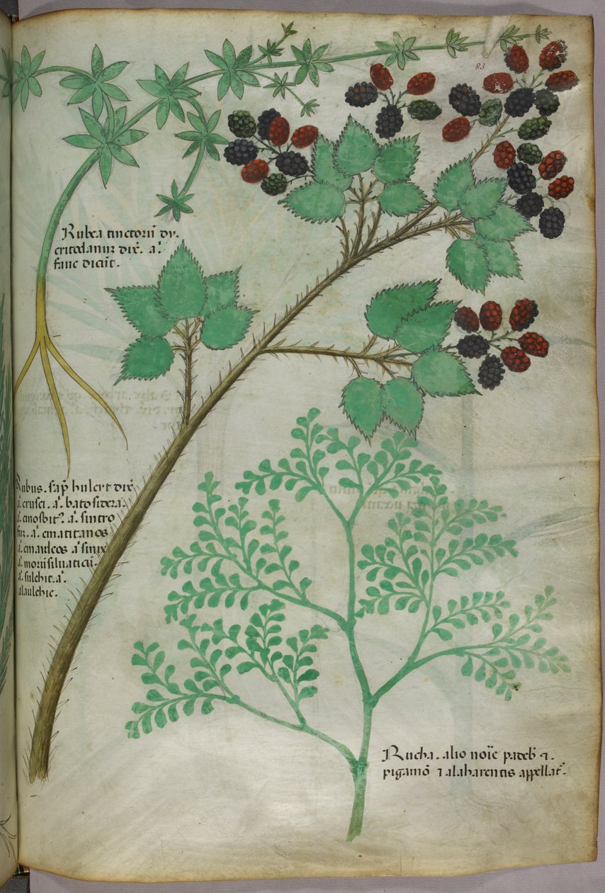 Illustrations botaniques de garance [rubea] ; mûre [rubus] ; rue [ruta], vers 1440 (encre et couleur sur vélin) - Italian School
