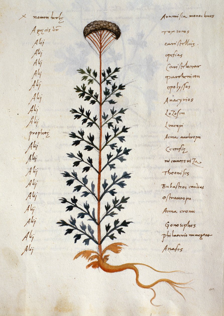 Cod. CCXXXVII Artemisia, plante médicinale d